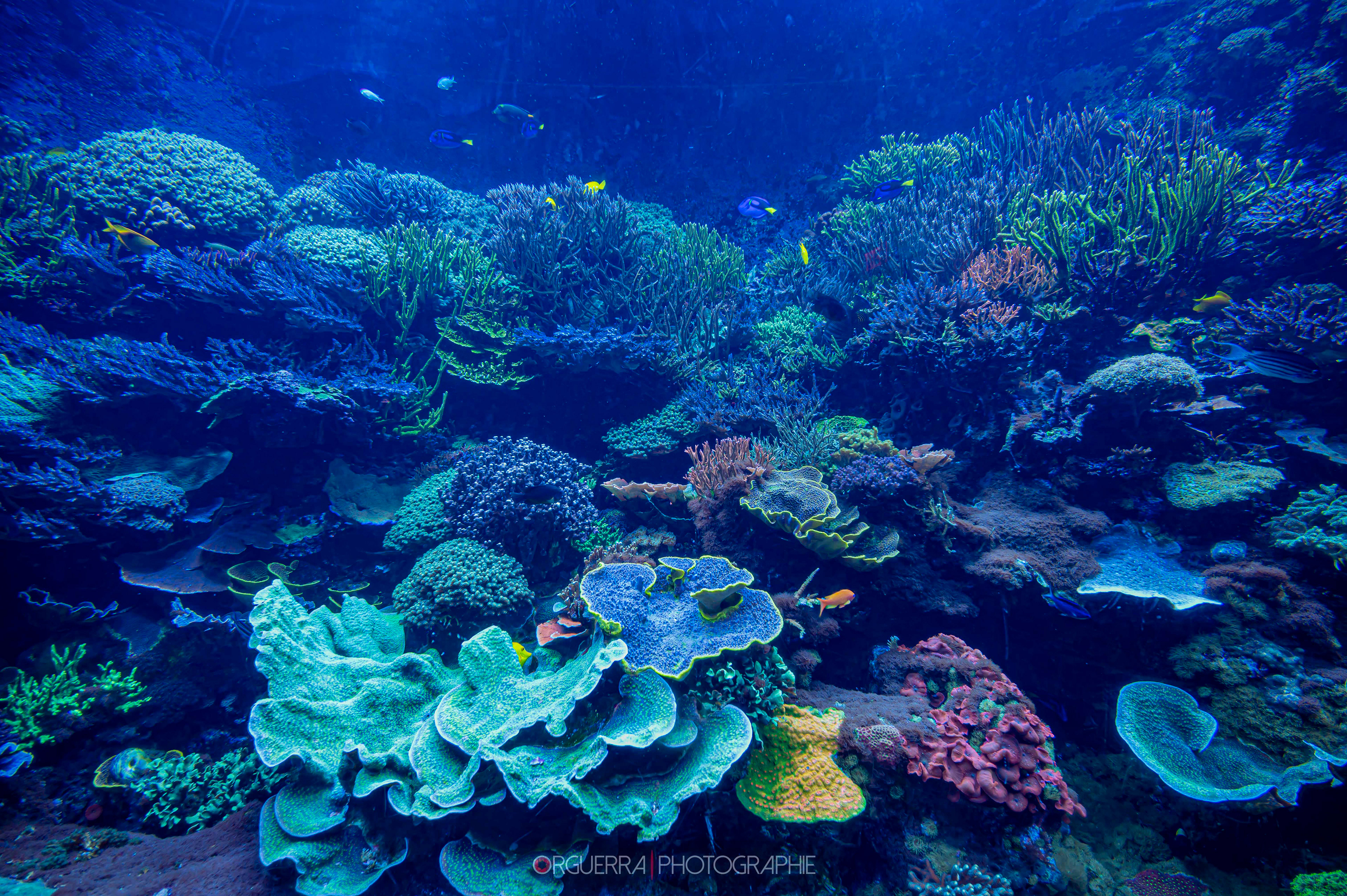 Sea World